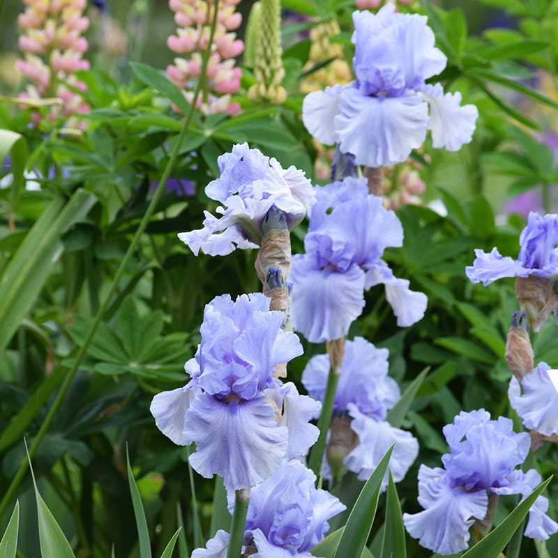 Sea Of Love Reblooming Bearded Iris - Thumbnail 2