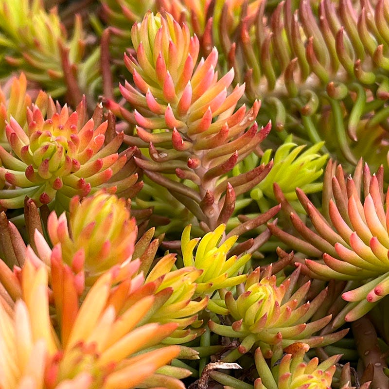 angelina bush succulent Angelina Sedum, Stonecrop