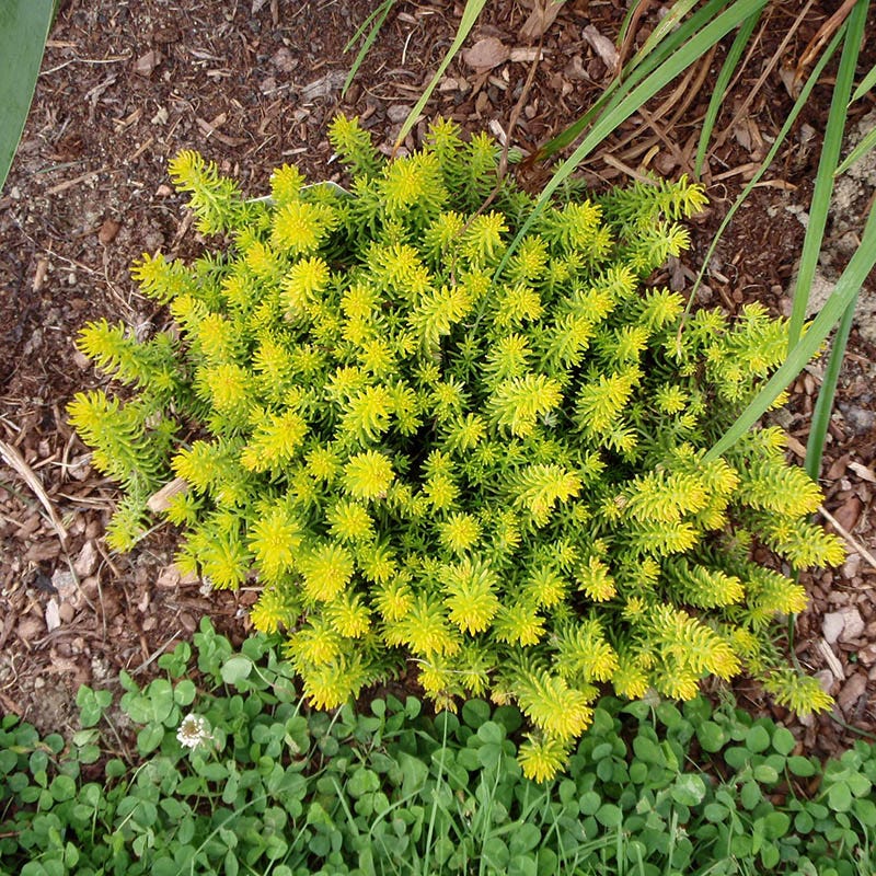 angelina bush succulent Angelina Sedum, Stonecrop