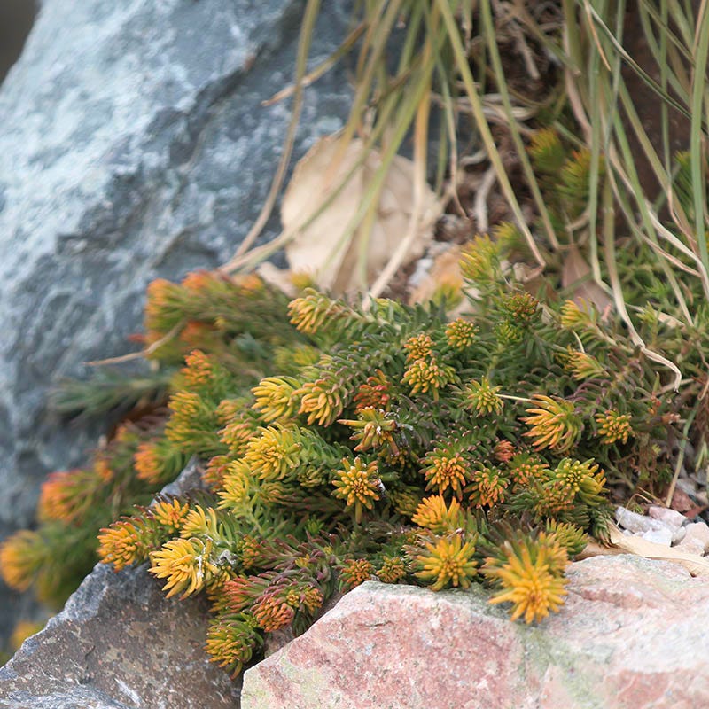 angelina bush succulent Angelina Sedum, Stonecrop