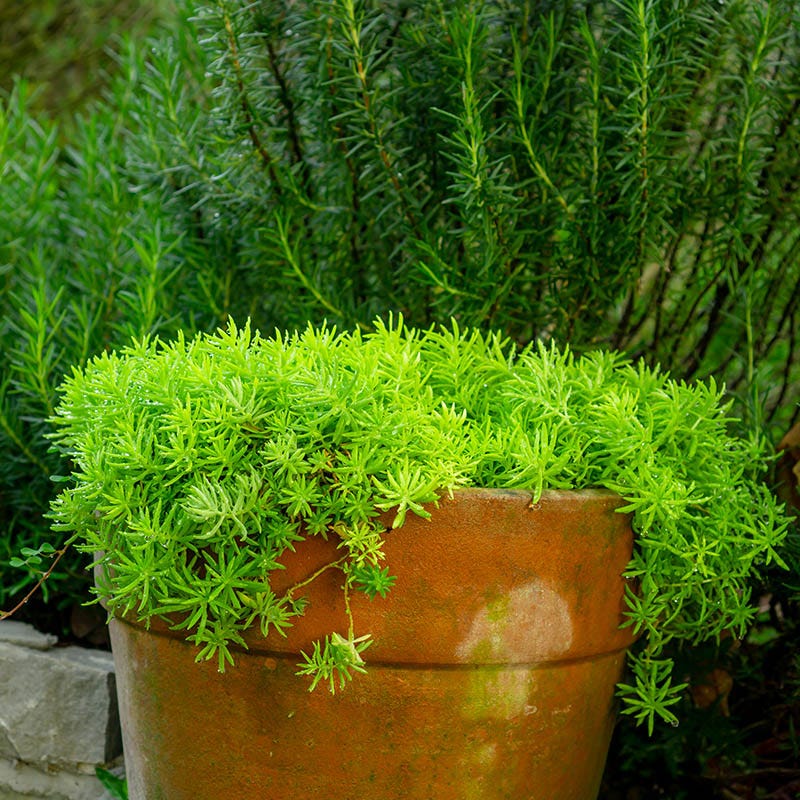 angelina succulent plant Angelina Sedum, Stonecrop