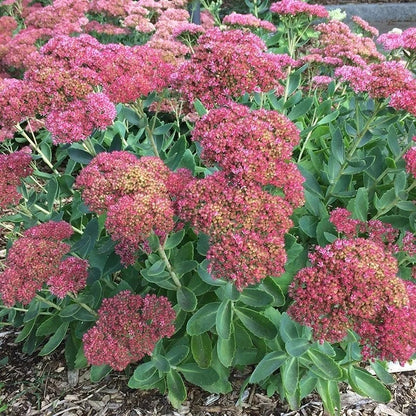 Autumn Fire Sedum