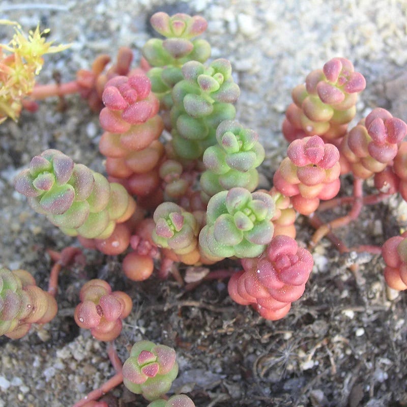 old man bones succulent Old Man's Bones Sedum, Stonecrop