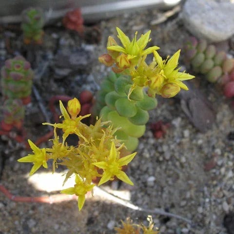 Old Man's Bones Sedum, Stonecrop