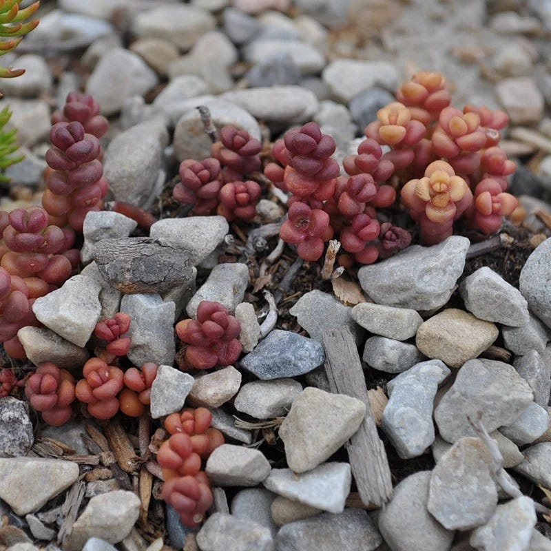 sedum versadense pink succulent Old Man's Bones Sedum, Stonecrop