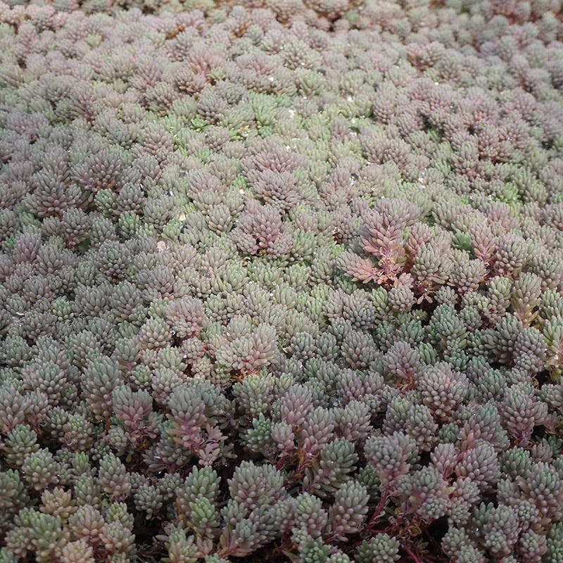 spanish stonecrop succulent Purple Form Creeping Sedum, Stonecrop