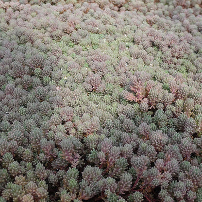 Purple Form Creeping Sedum