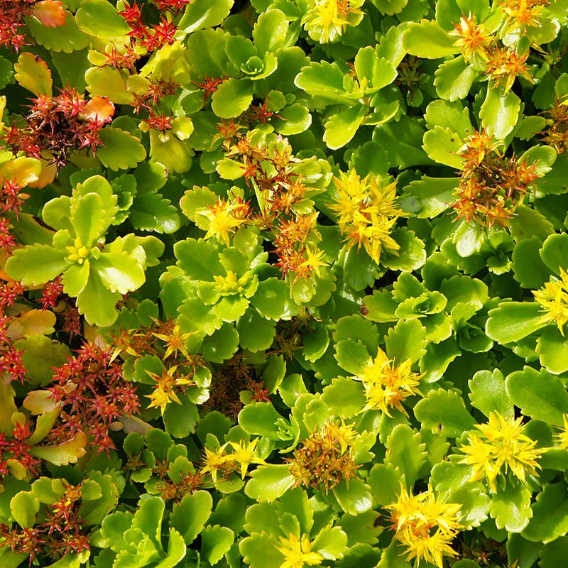orange sedum succulent Orange Sedum, Stonecrop, Phedimus kamtschaticus