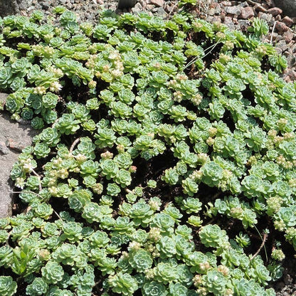 succulent ground cover with white flowers Succulent Groundcover Collection
