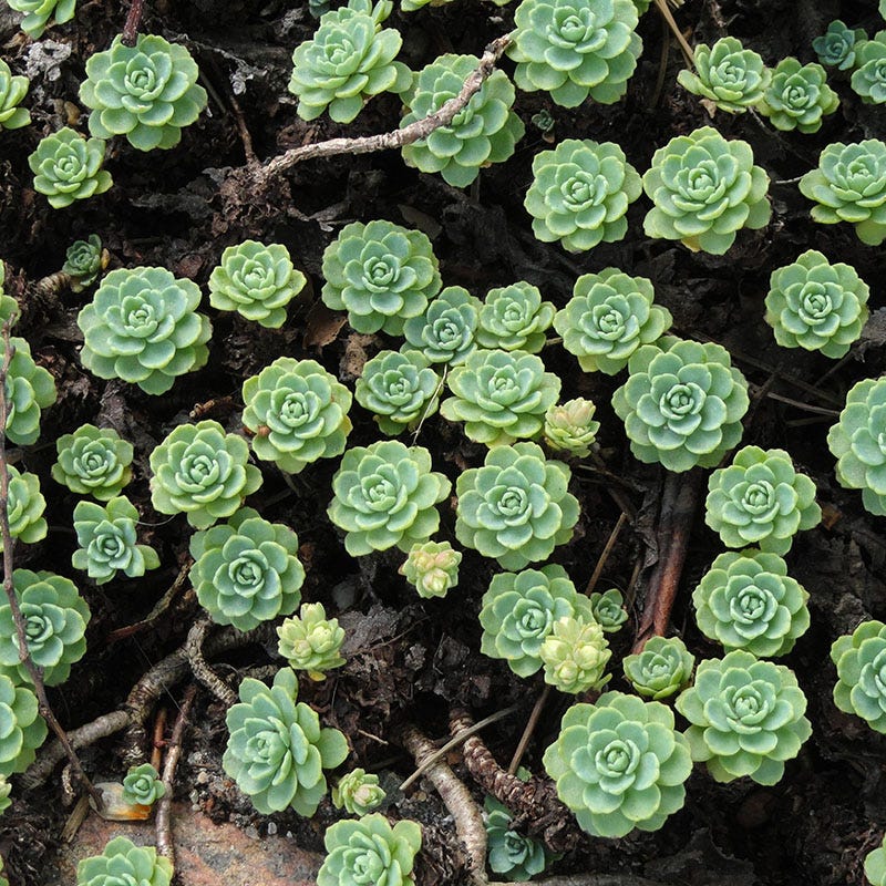 gray succulent plant Sedum pachyclados