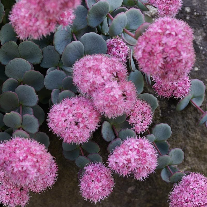 October Daphne Sedum