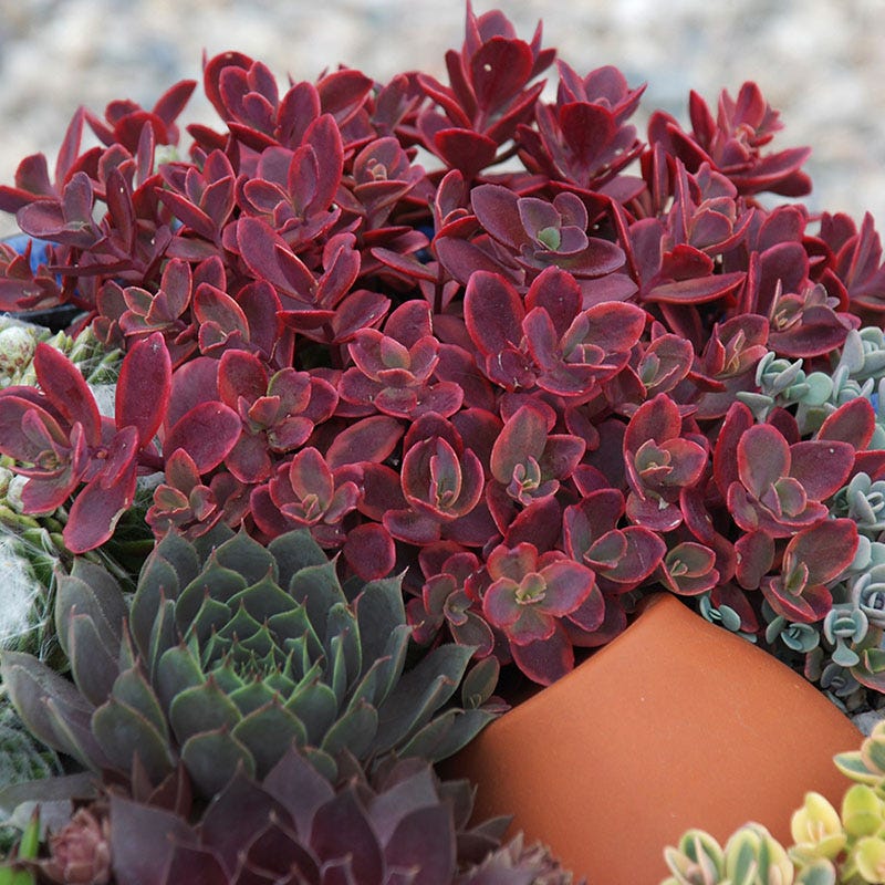 High Country Gardens SunSparkler Wildfire Sedum - Thumbnail 2
