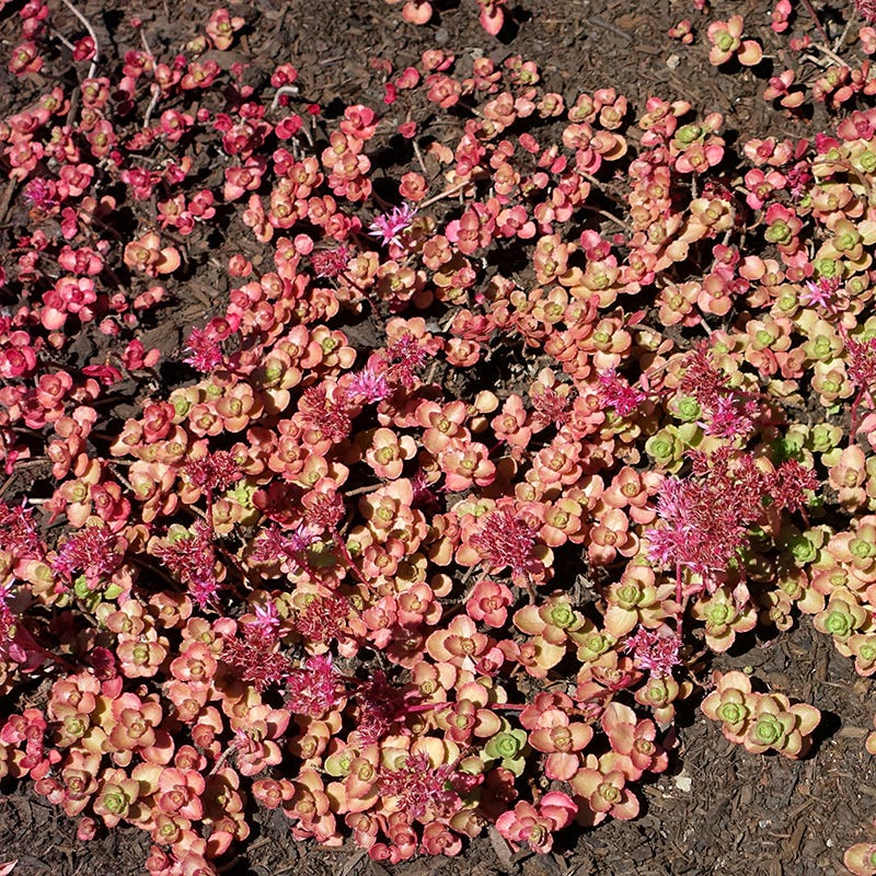 voodoo succulent Sedum spurium Voodoo, Stonecrop