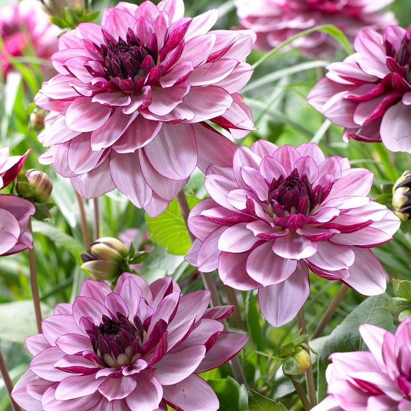 Crème de Cassis Decorative Dahlia
