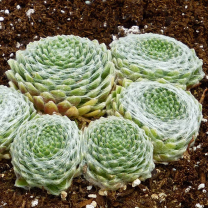 succulent with web Cobweb Hens and Chicks