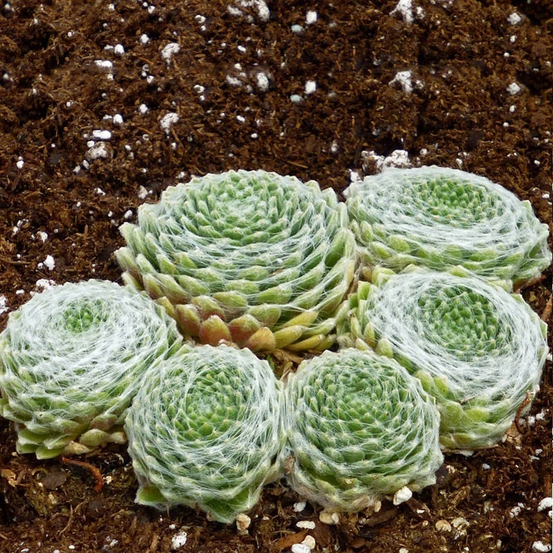 succulent with spider web Cobweb Hens and Chicks