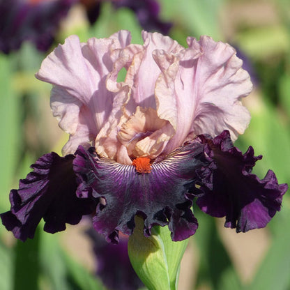 Serving Wench Bearded Iris
