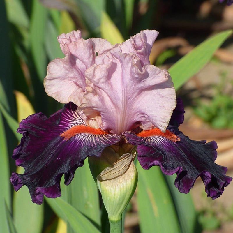 Serving Wench Bearded Iris - Thumbnail 3
