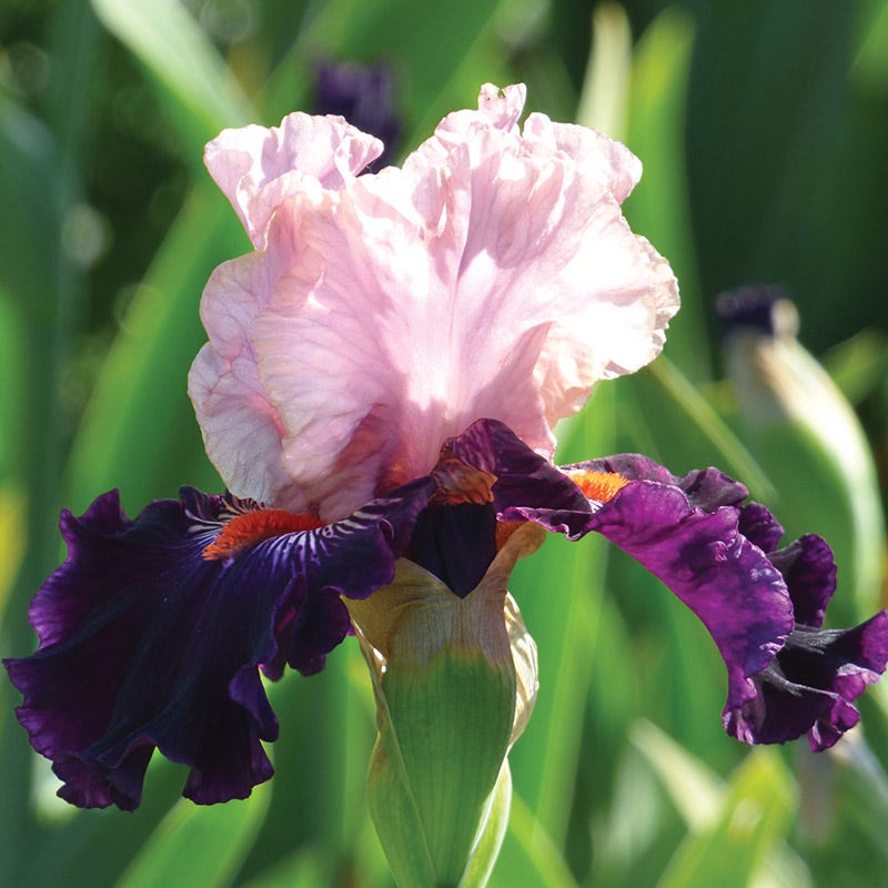 Serving Wench Bearded Iris