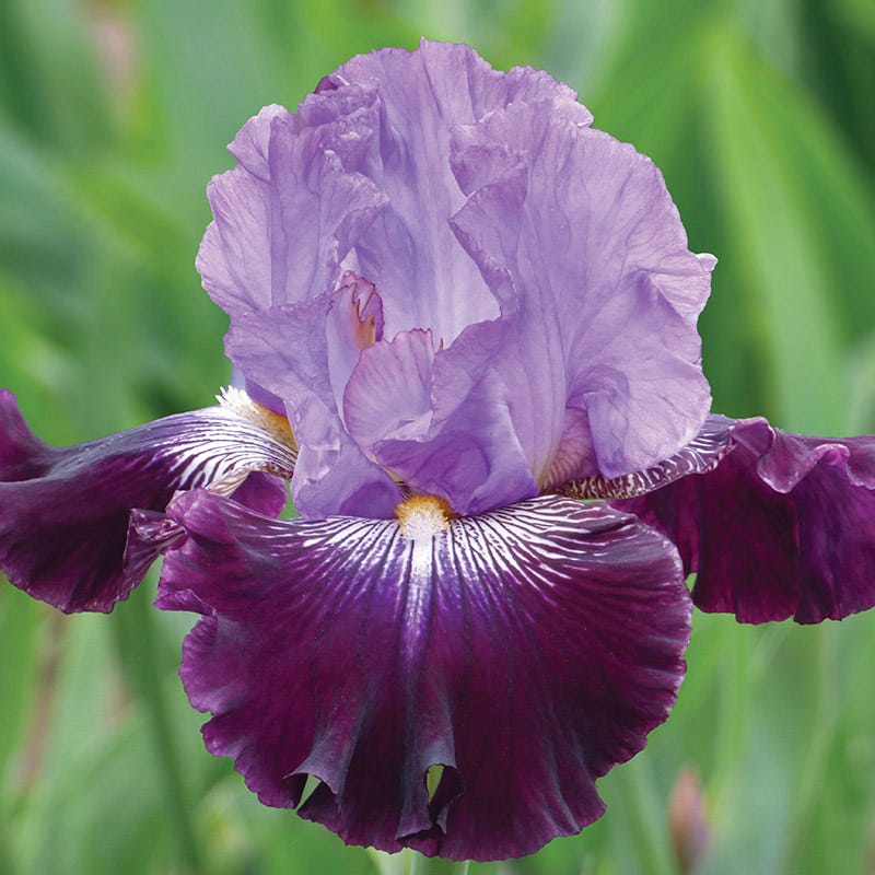 Sew Little Time Bearded Iris