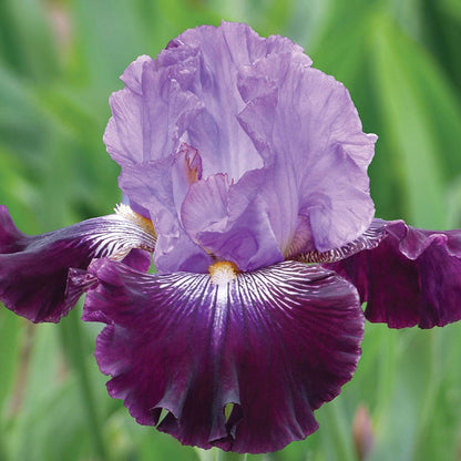 Sew Little Time Bearded Iris