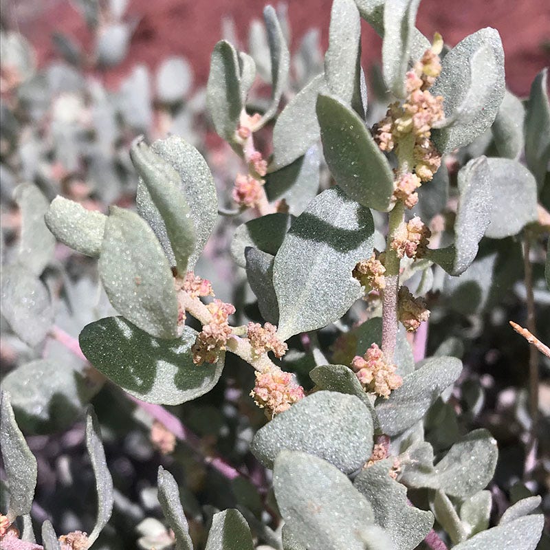 Shadscale Saltbush - Thumbnail 3