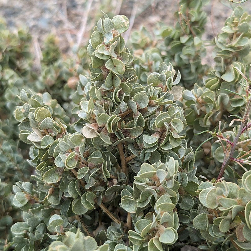 Shadscale Saltbush - Thumbnail 2