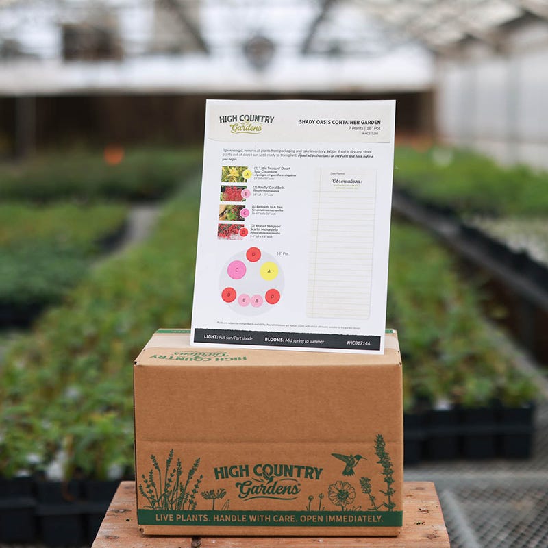 Shady Oasis Container Garden