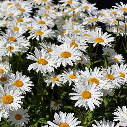 Shasta Daisy Seeds