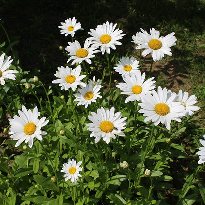 Shasta Daisy Seeds