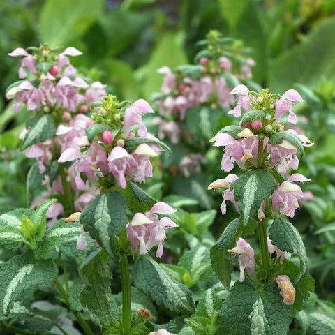 Lamium maculatum 'Shell Pink'