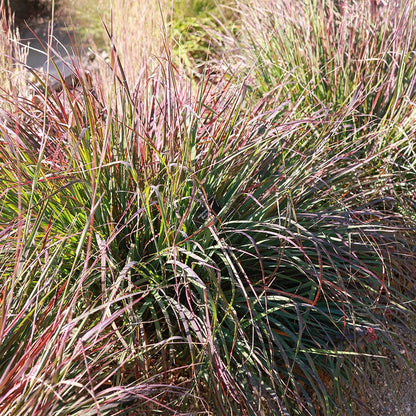 Native Intermountain West Songbird Pre-Planned Garden