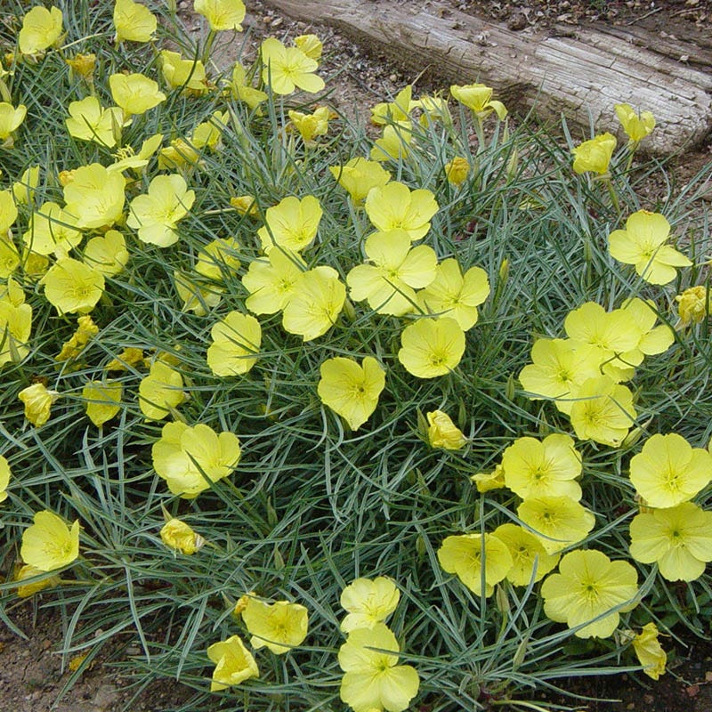 Shimmer Evening Primrose