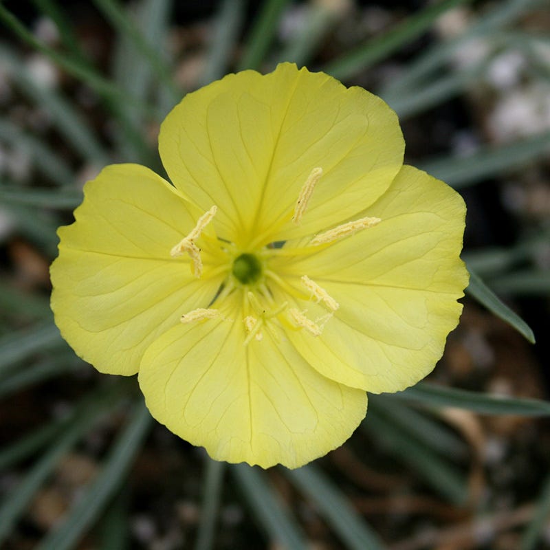 primrose sonnensegel Shimmer Evening Primrose, Oenothera fremontii