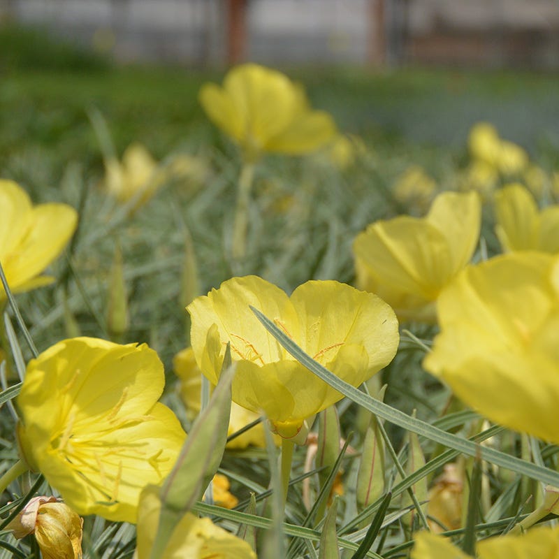 primrose sonnensegel Shimmer Evening Primrose, Oenothera fremontii