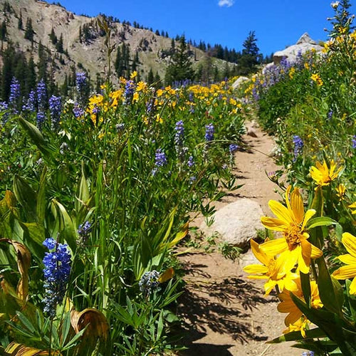 Wildflowers in the hills