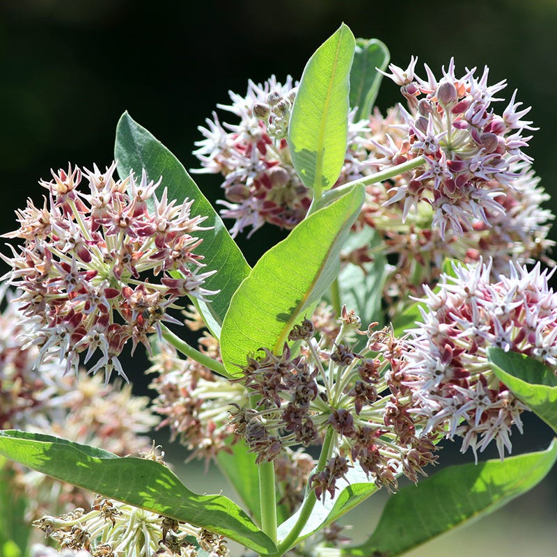 Showy Pink Milkweed