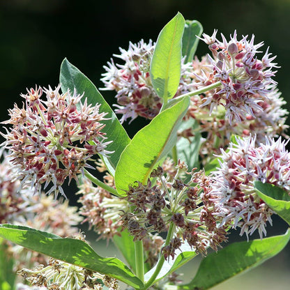 Showy Pink Milkweed