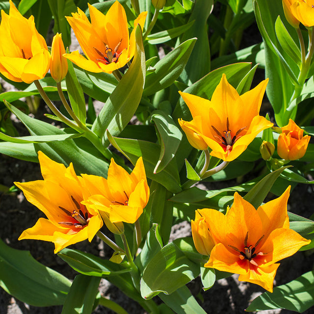 Shogun Wildflower Tulip