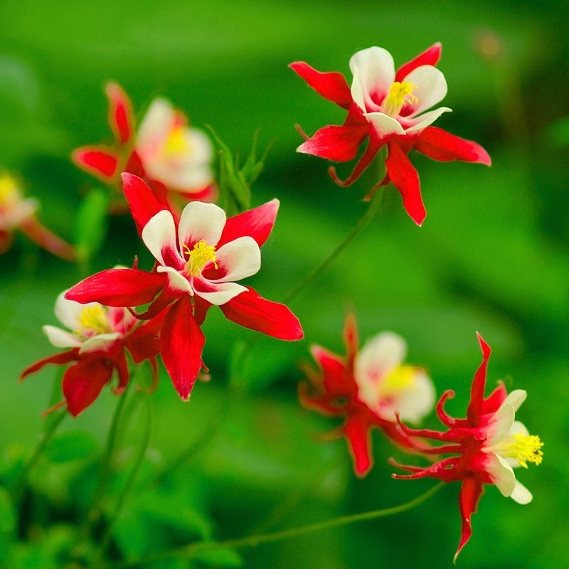 High Country Gardens Aquilegia caerulea