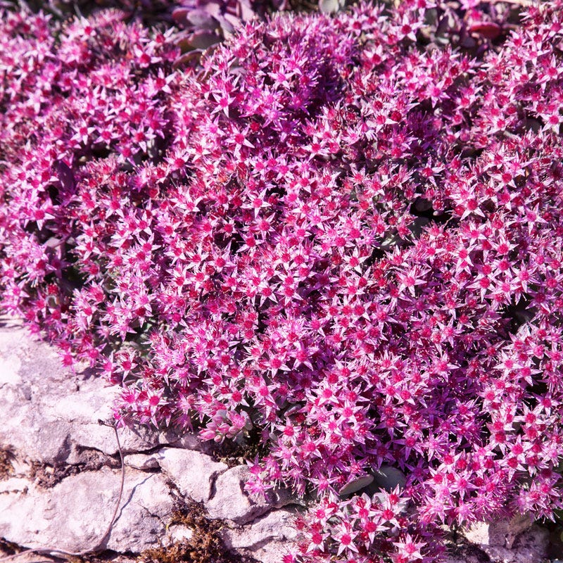 October Daphne Stonecrop, Sedum sieboldii October Daphne | High