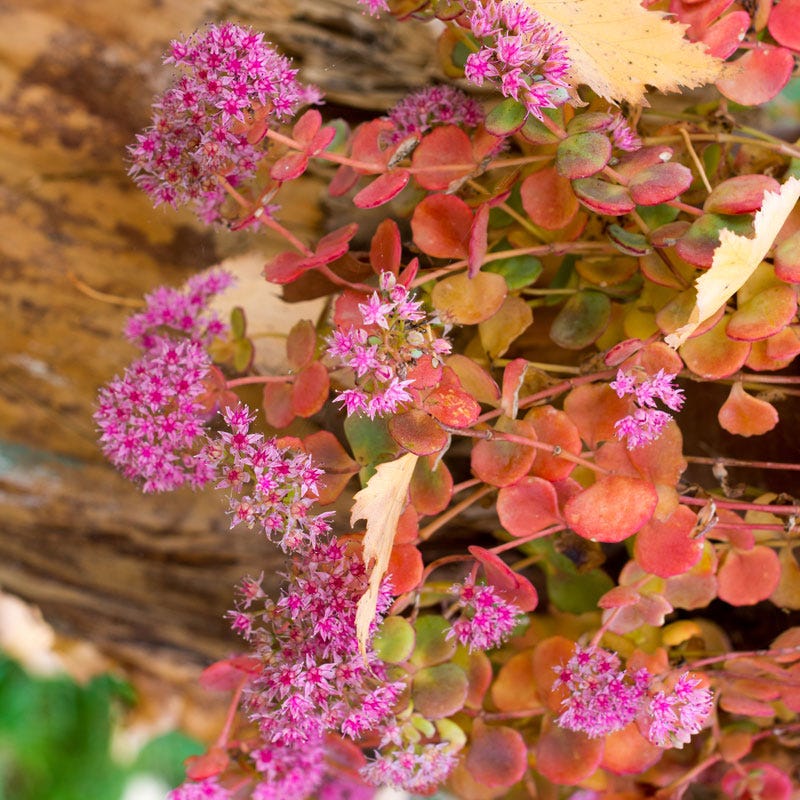 October Daphne Sedum