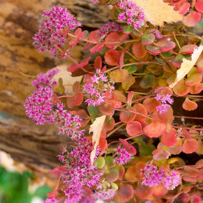 October Daphne Sedum