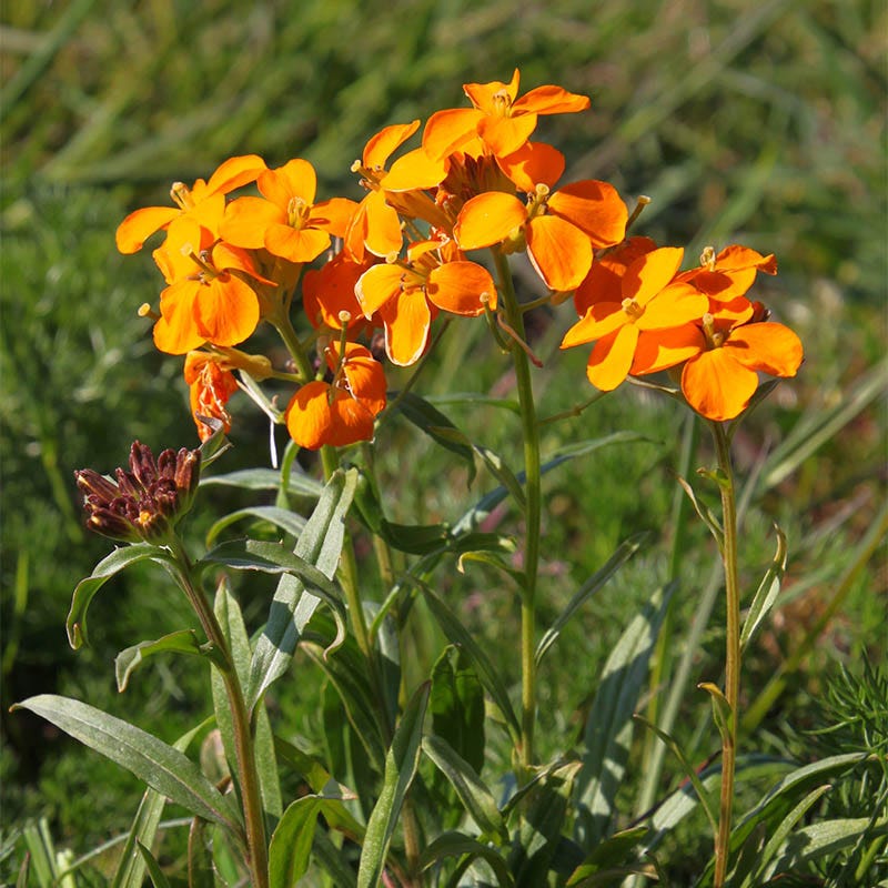 wallflower succulent Siberian Wallflower Seeds, Cheiranthus allionii