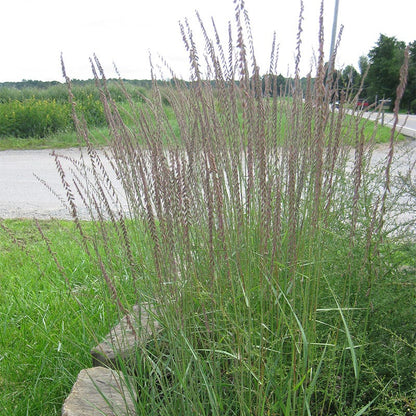 Sideoats Grama Grass