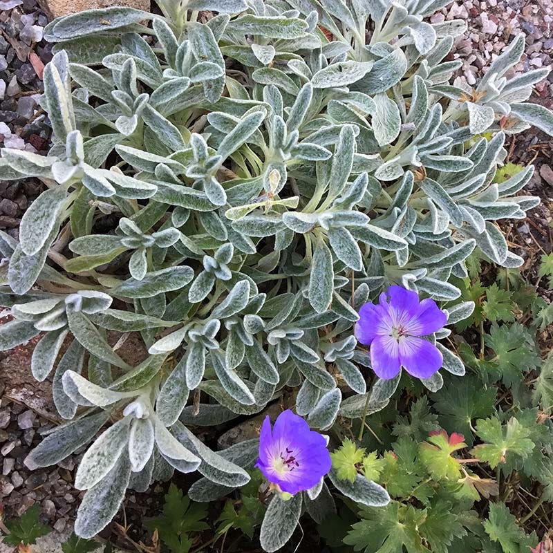 Sarada's™ Greek Mountain Tea