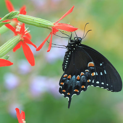 Royal Catchfly (Silene)