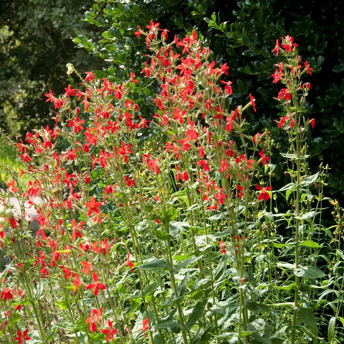 High Country Gardens Royal Catchfly - Thumbnail 2