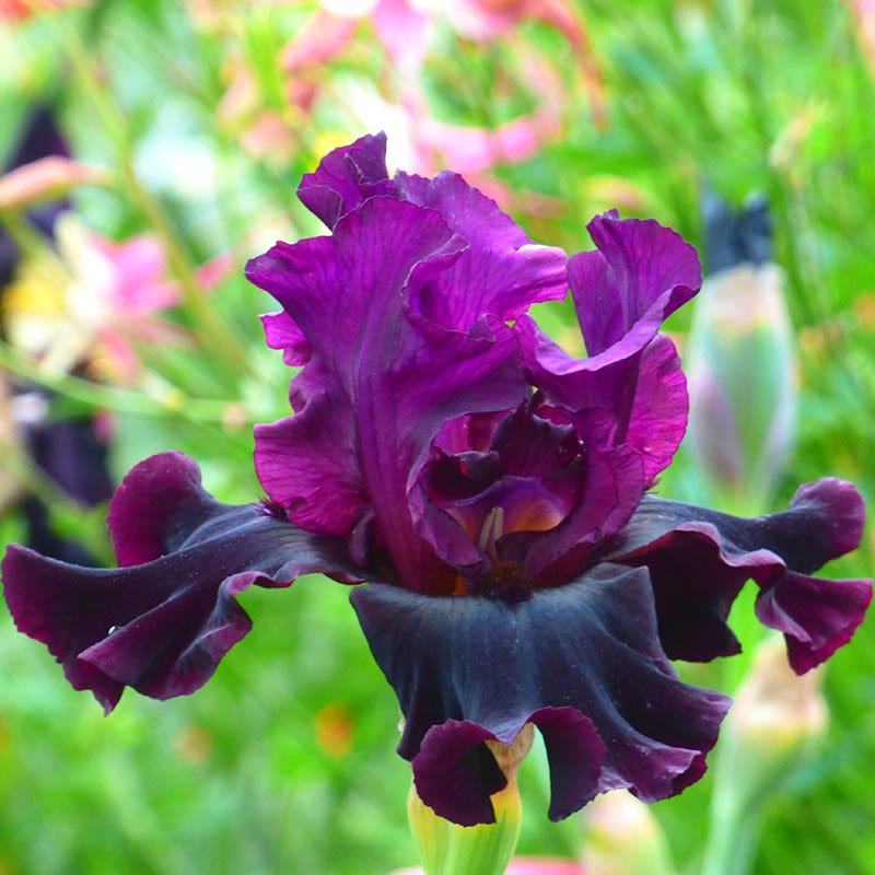 Silken Trim Bearded Iris - Thumbnail 2