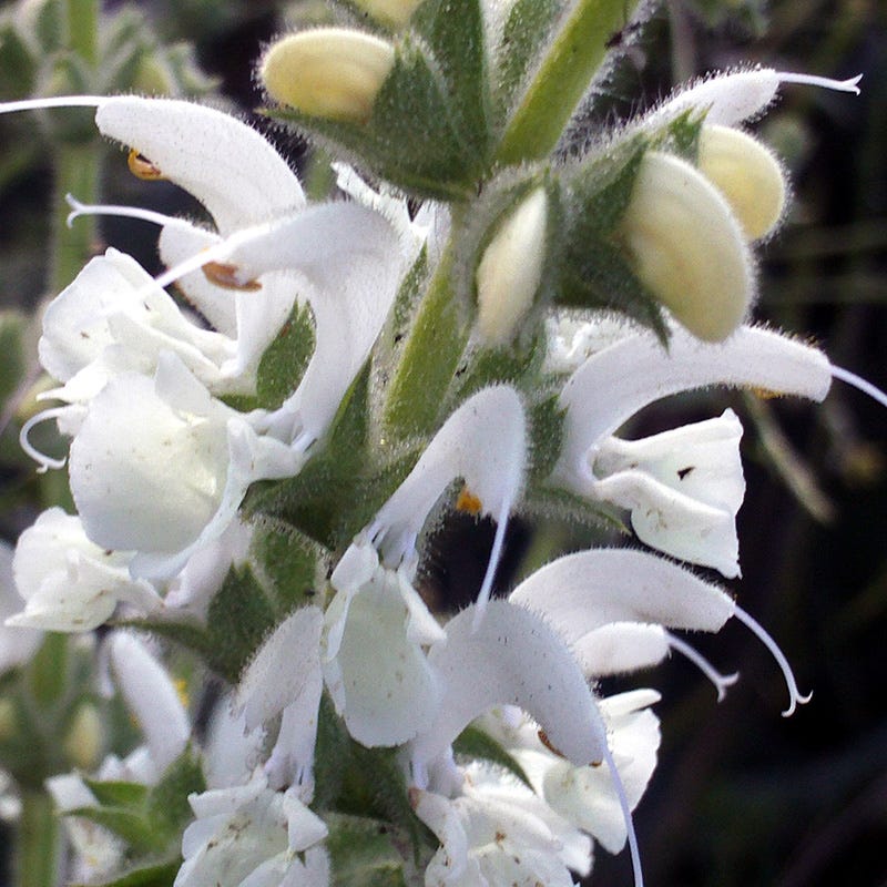 silver sage air plant Silver Salvia